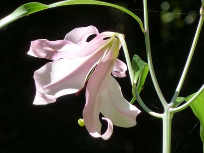 大神神社_ささゆり