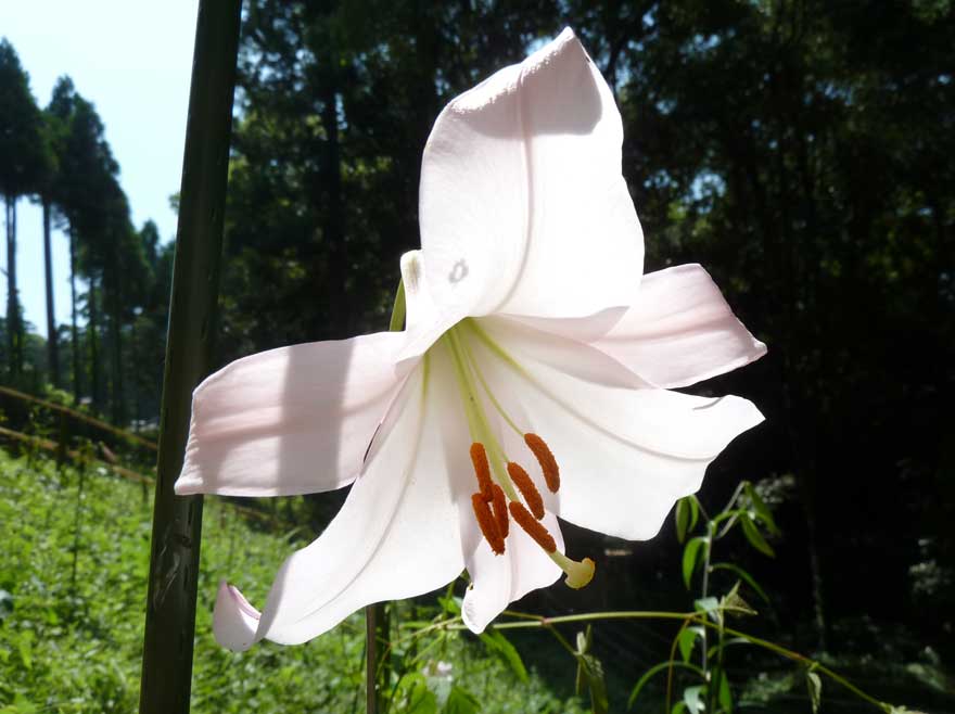 大神神社_ささゆり