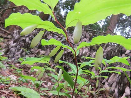 ミヤマナルコユリ