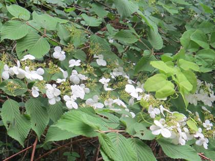 ミヤマナルコユリ