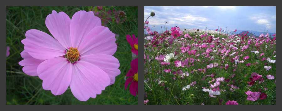 コスモス