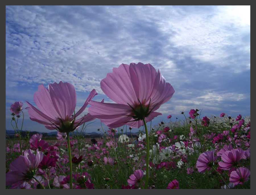 コスモス