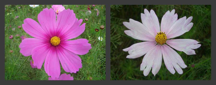 コスモス