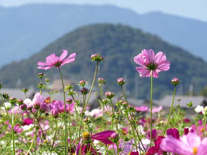コスモス