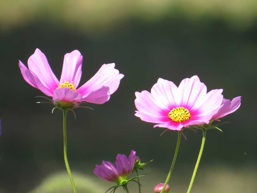 コスモス