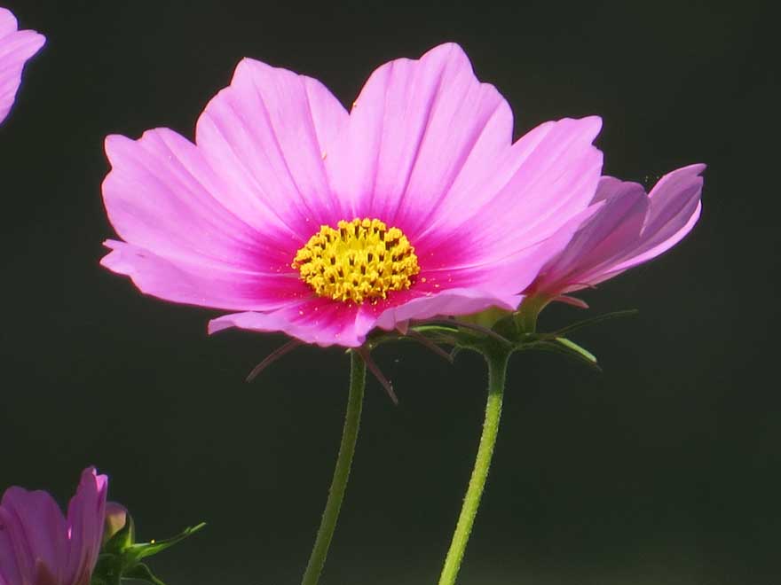 コスモス