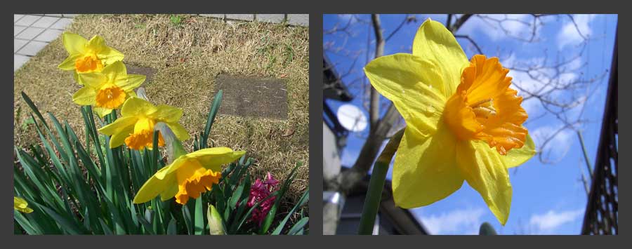 ラッパスイセン