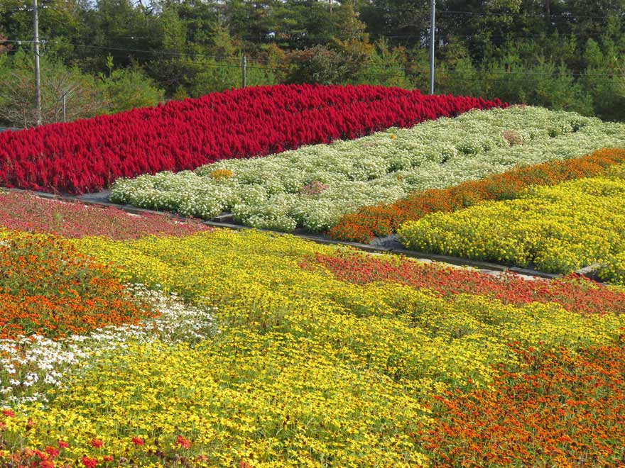 ゆり園