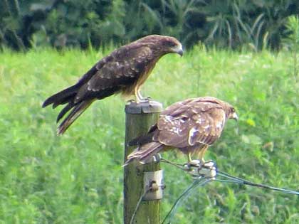 トビの親子