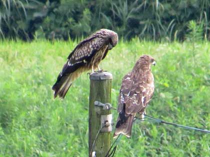 トビの親子