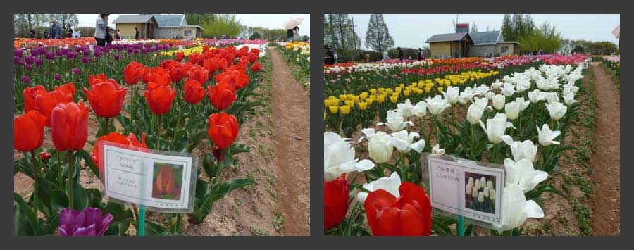 チューリップ
