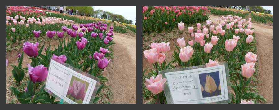 チューリップ
