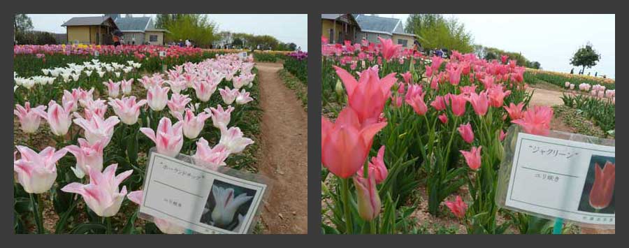 チューリップ