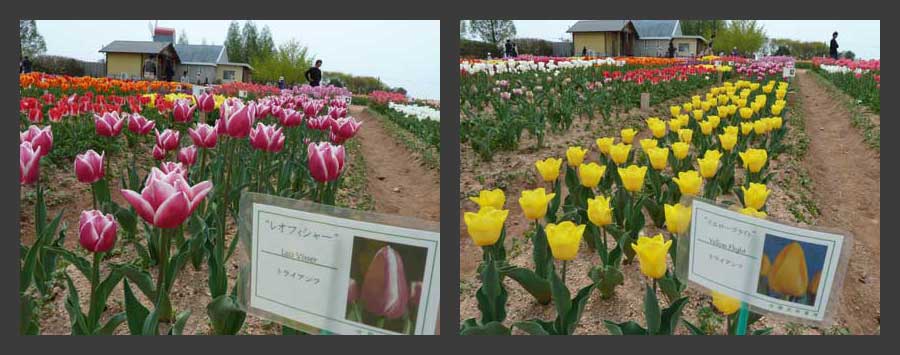 チューリップ