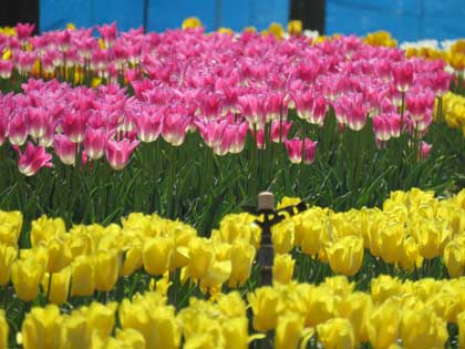 チューリップ