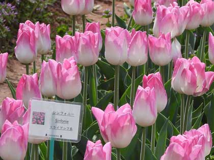 チューリップ
