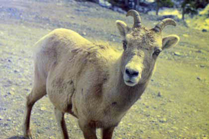 ジャスパー国立公園