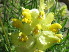 ゴルナーグラート