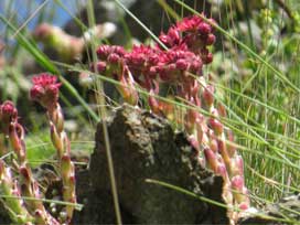 ゴルナーグラート