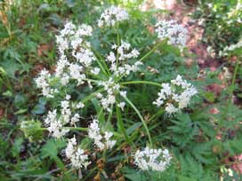 ゴルナーグラート