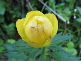 ゴルナーグラート