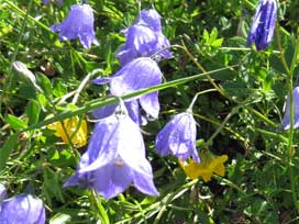 ゴルナーグラート