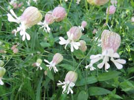 ゴルナーグラート