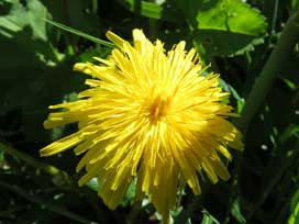 ゴルナーグラート