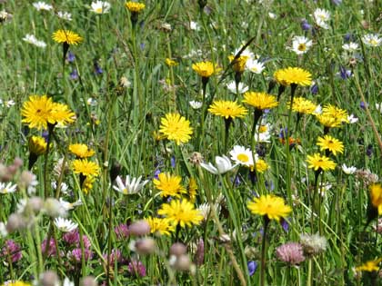 ゴルナーグラート