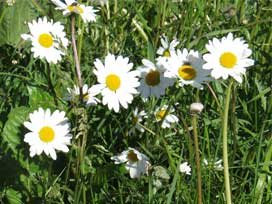 ゴルナーグラート