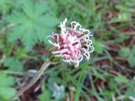 ゴルナーグラート