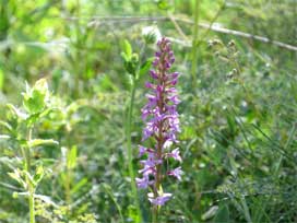 ゴルナーグラート