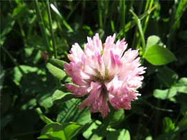 ゴルナーグラート