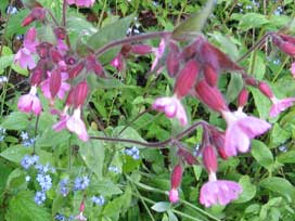 ゴルナーグラート