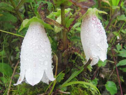 ヤマホタルブクロ