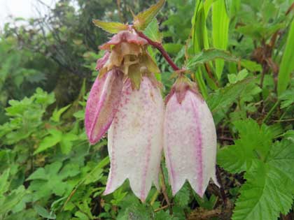 ヤマホタルブクロ