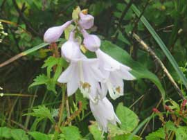 オオバギボウシ