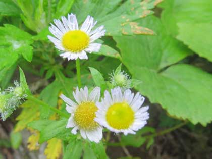 リュウノウギク