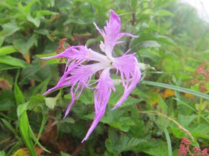 カワラナデシコ